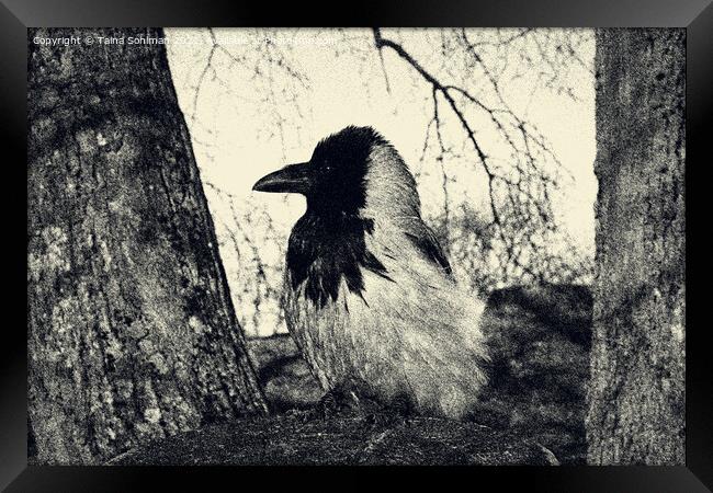 Beautiful Hooded Crow Perched on Tree Stump Framed Print by Taina Sohlman