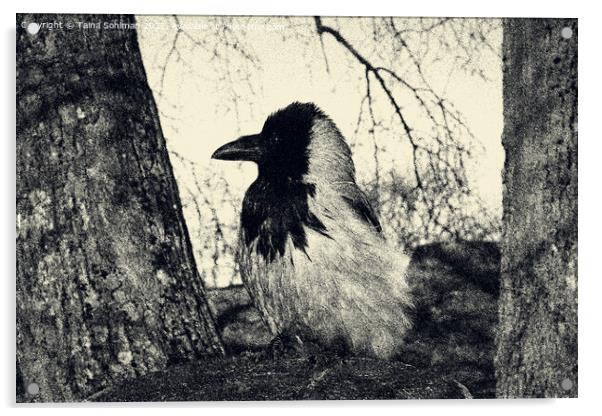 Beautiful Hooded Crow Perched on Tree Stump Acrylic by Taina Sohlman