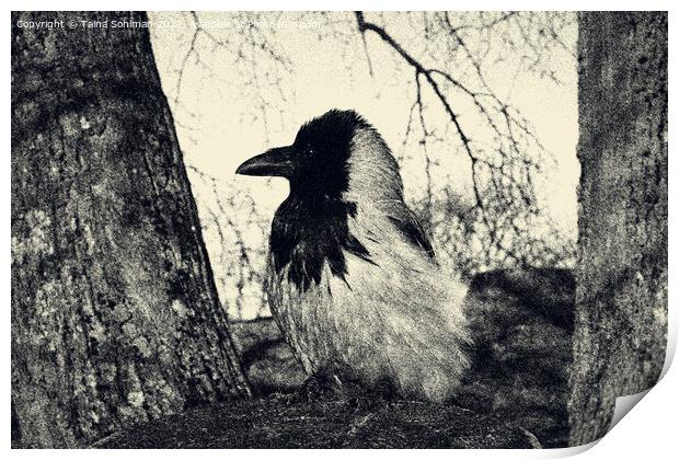 Beautiful Hooded Crow Perched on Tree Stump Print by Taina Sohlman