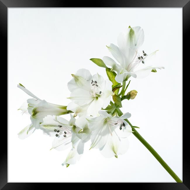 White Orchids Framed Print by Andy Dow