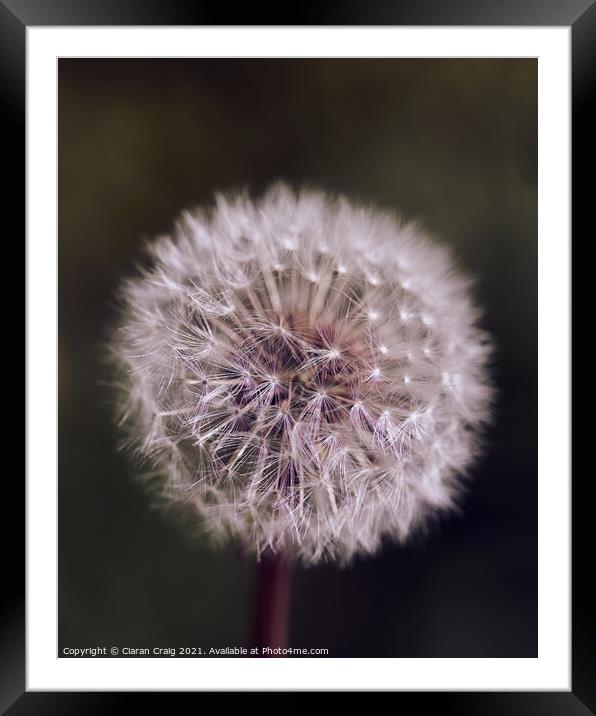 Close up of a dandelion  Framed Mounted Print by Ciaran Craig