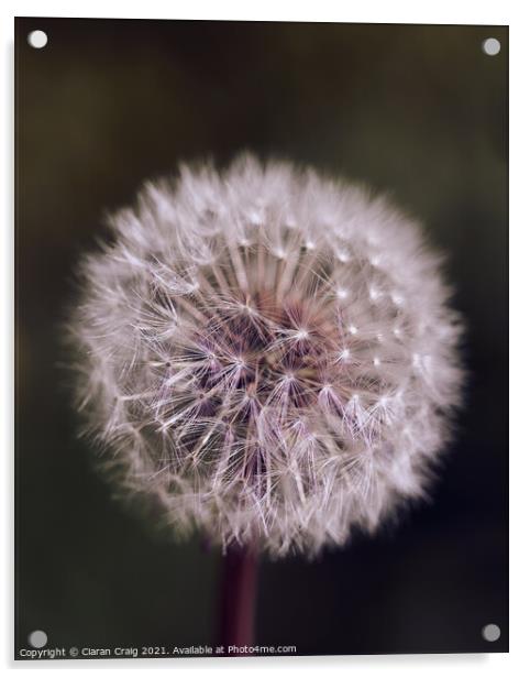 Close up of a dandelion  Acrylic by Ciaran Craig