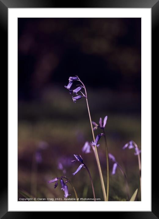 Bluebells in a Wood  Framed Mounted Print by Ciaran Craig