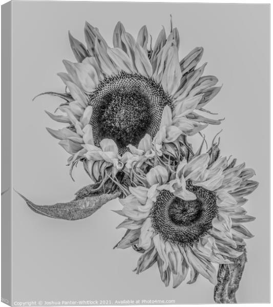 Sunflowers Canvas Print by Joshua Panter-Whitlock