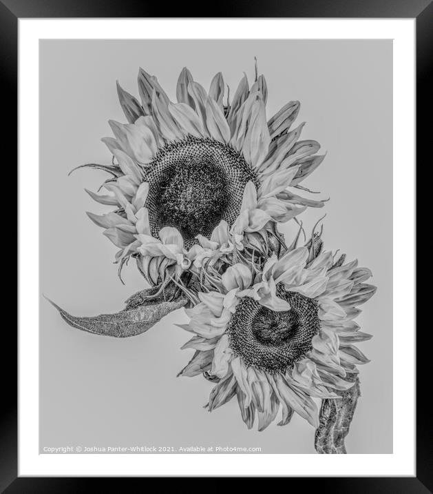 Sunflowers Framed Mounted Print by Joshua Panter-Whitlock