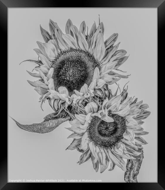 Sunflowers Framed Print by Joshua Panter-Whitlock