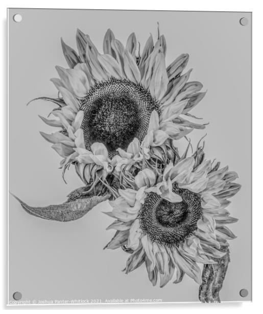 Sunflowers Acrylic by Joshua Panter-Whitlock