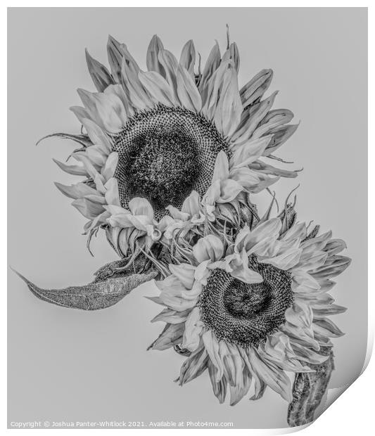 Sunflowers Print by Joshua Panter-Whitlock