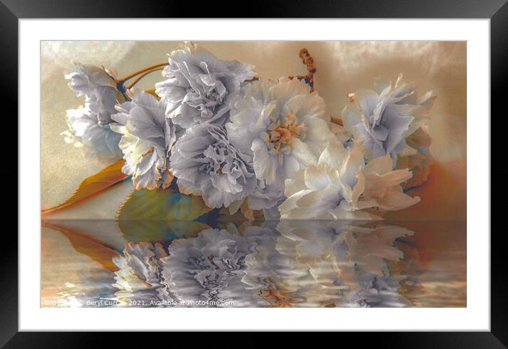 Fading Beauty Framed Mounted Print by Beryl Curran
