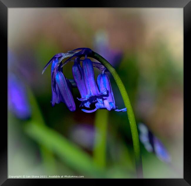Common Bluebells  Framed Print by Ian Stone