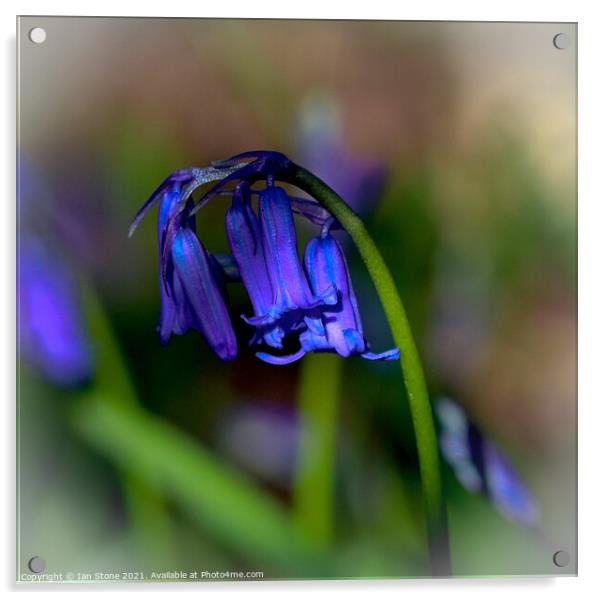 Common Bluebells  Acrylic by Ian Stone