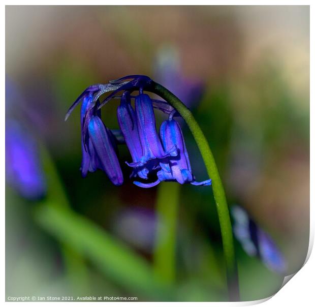 Common Bluebells  Print by Ian Stone