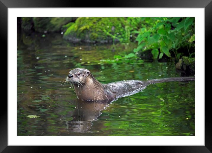 European River Otter Entering Brook Framed Mounted Print by Arterra 