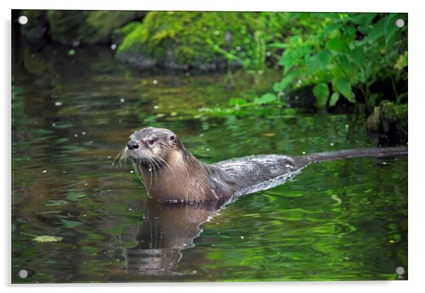 European River Otter Entering Brook Acrylic by Arterra 
