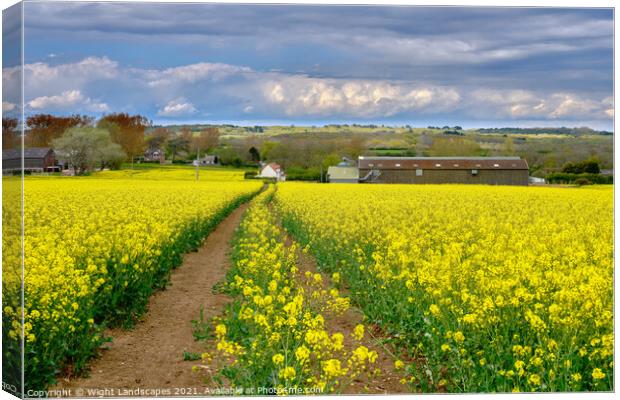 Rape Fields Of Wellow Canvas Print by Wight Landscapes