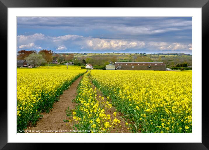 Rape Fields Of Wellow Framed Mounted Print by Wight Landscapes