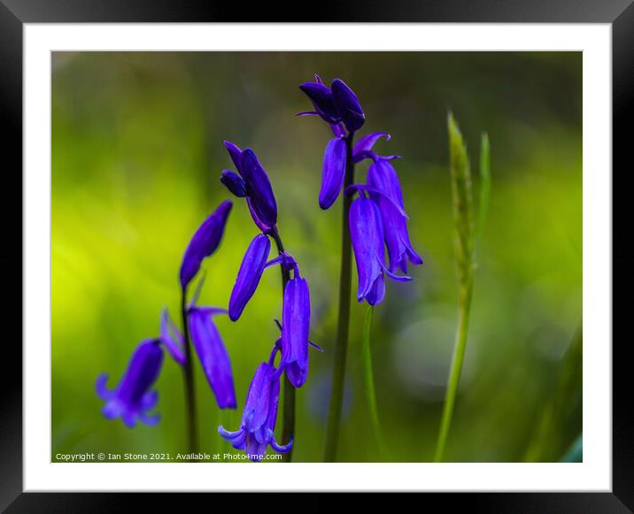 English bluebells  Framed Mounted Print by Ian Stone