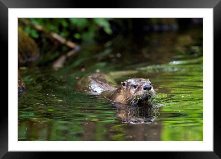 European River Otter Swimming in Stream Framed Mounted Print by Arterra 