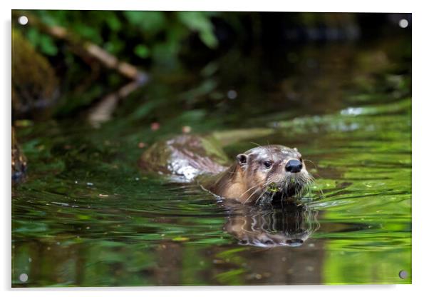 European River Otter Swimming in Stream Acrylic by Arterra 