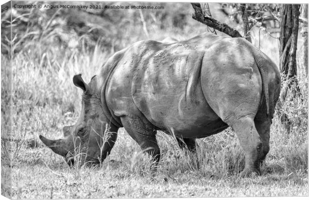 Southern White Rhino, Uganda mono Canvas Print by Angus McComiskey