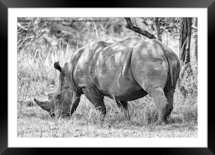 Southern White Rhino, Uganda mono Framed Mounted Print by Angus McComiskey