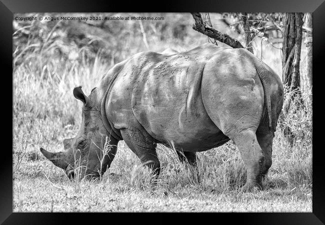 Southern White Rhino, Uganda mono Framed Print by Angus McComiskey
