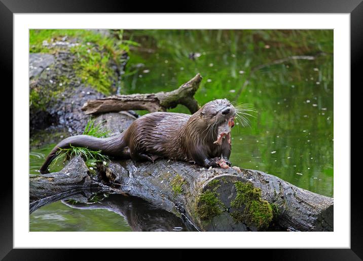 European River Otter Eating Fish Framed Mounted Print by Arterra 