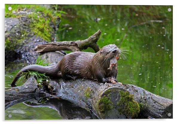 European River Otter Eating Fish Acrylic by Arterra 