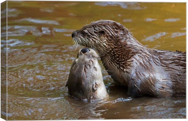 Two European River Otters Greeting in Water Canvas Print by Arterra 