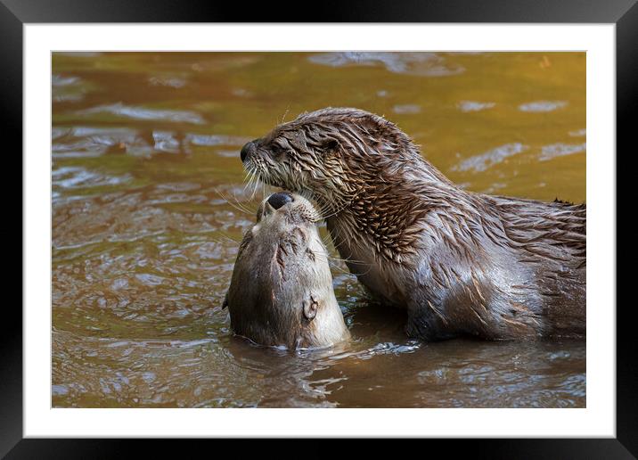 Two European River Otters Greeting in Water Framed Mounted Print by Arterra 
