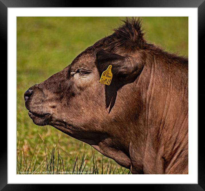 A Bull Thinking. Framed Mounted Print by Mark Ward