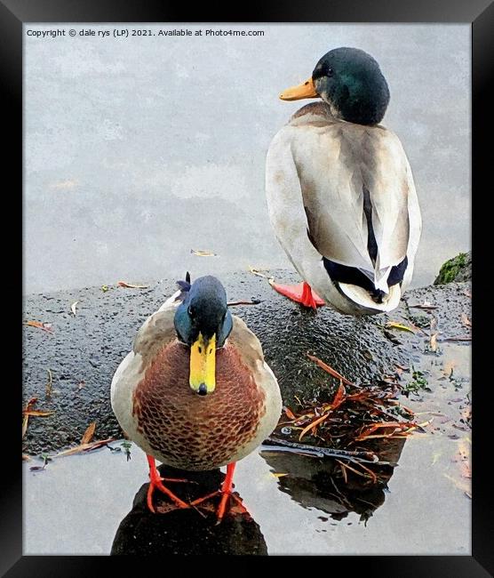 just the 2 of us.. Framed Print by dale rys (LP)