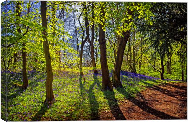 Woolley Wood Spring Shadows Canvas Print by Darren Galpin