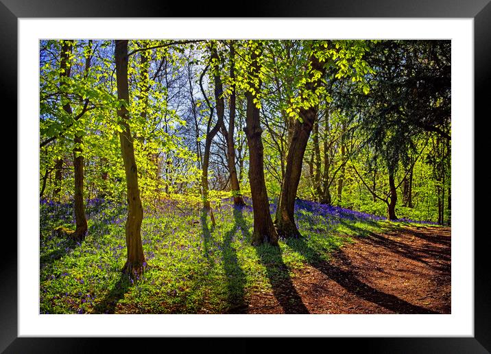 Woolley Wood Spring Shadows Framed Mounted Print by Darren Galpin