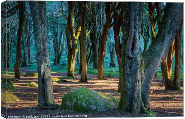 Woodland scenery in Sintra mountain forest, Portugal Canvas Print by Paulo Rocha