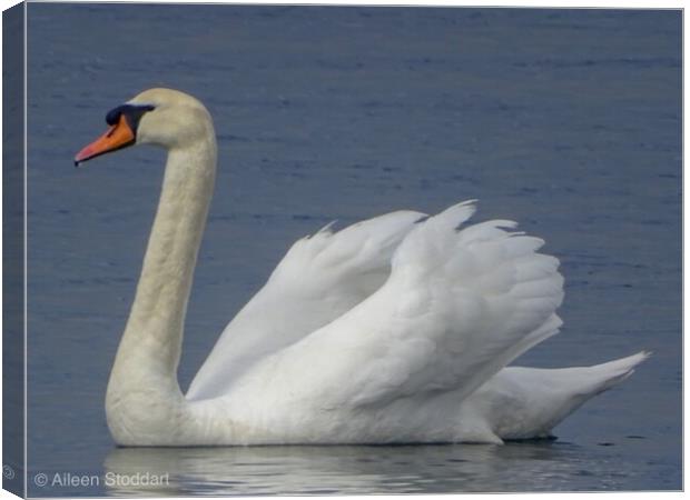 Swan Swimming  Canvas Print by aileen stoddart