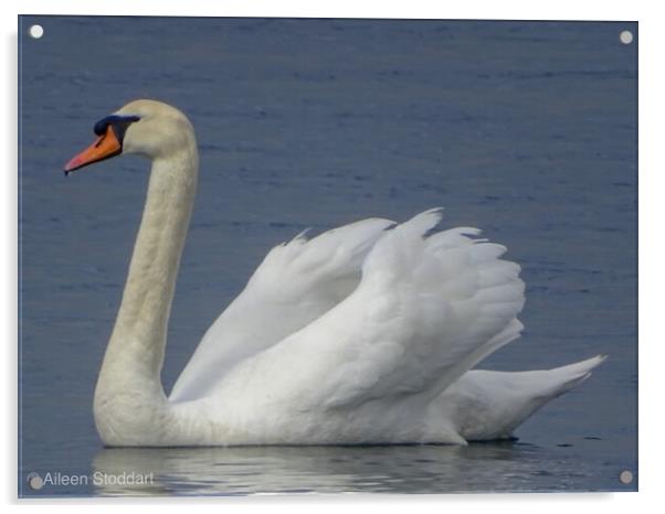 Swan Swimming  Acrylic by aileen stoddart