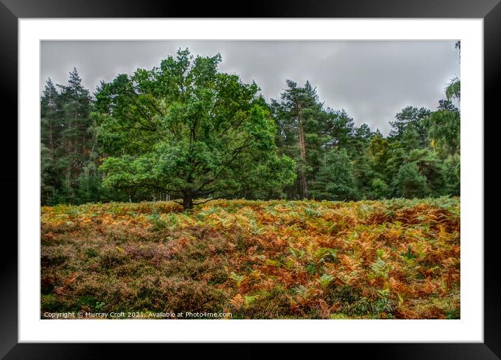 Lonely tree at Dersingham Bog Framed Mounted Print by Murray Croft