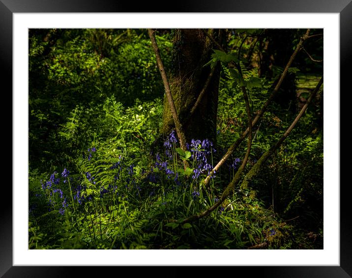 Bluebells in the Forest. Framed Mounted Print by Colin Allen