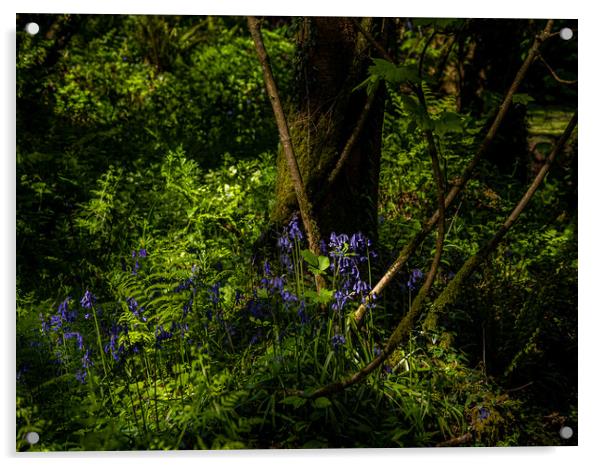Bluebells in the Forest. Acrylic by Colin Allen