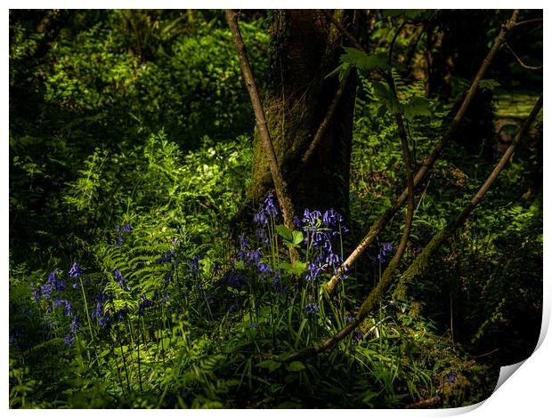Bluebells in the Forest. Print by Colin Allen