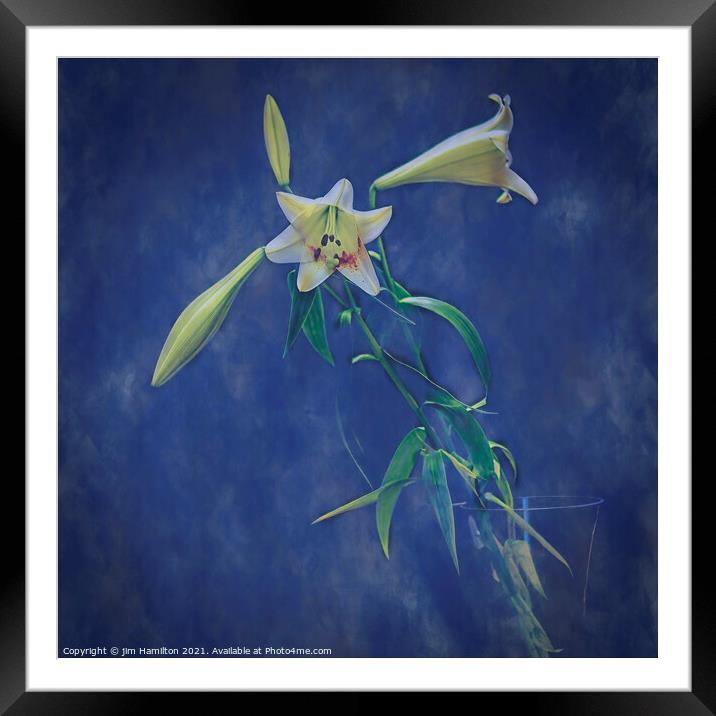 Lilies Framed Mounted Print by jim Hamilton