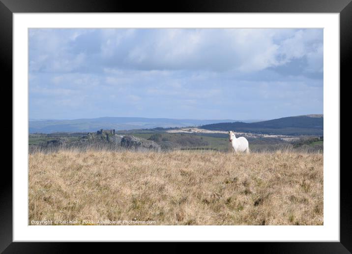 wild pony in the black mountains Framed Mounted Print by carl blake