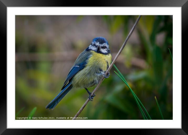 Blue tit on a branch Framed Mounted Print by Gary Schulze