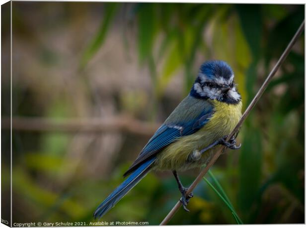 Blue tit on a branch Canvas Print by Gary Schulze
