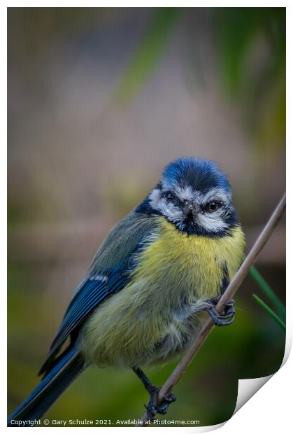 Blue tit on a branch Print by Gary Schulze