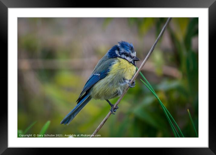 Blue tit on a branch Framed Mounted Print by Gary Schulze
