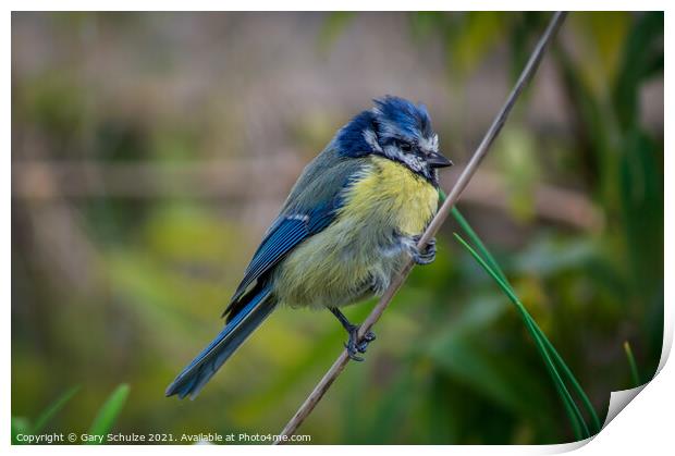 Blue tit on a branch Print by Gary Schulze