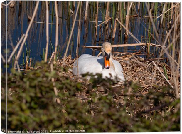Swan on the Nest. Canvas Print by Mark Ward