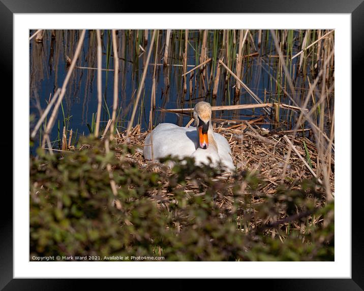 Swan on the Nest. Framed Mounted Print by Mark Ward